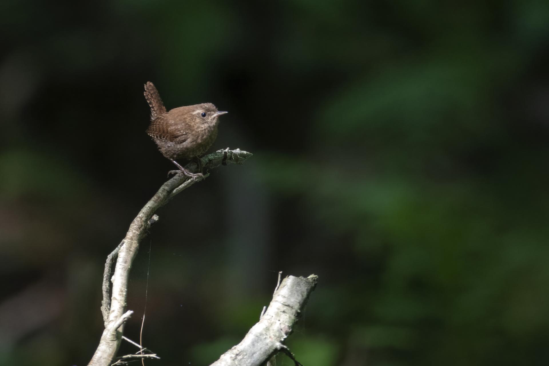 troglodyte-des-forets-Winter-wren