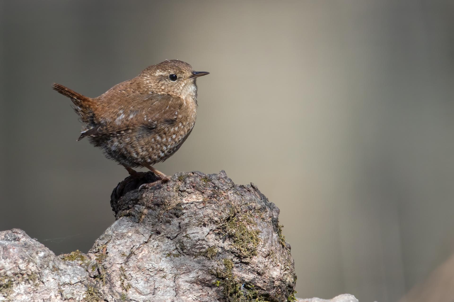 troglodyte-des-forets-Winter-wren