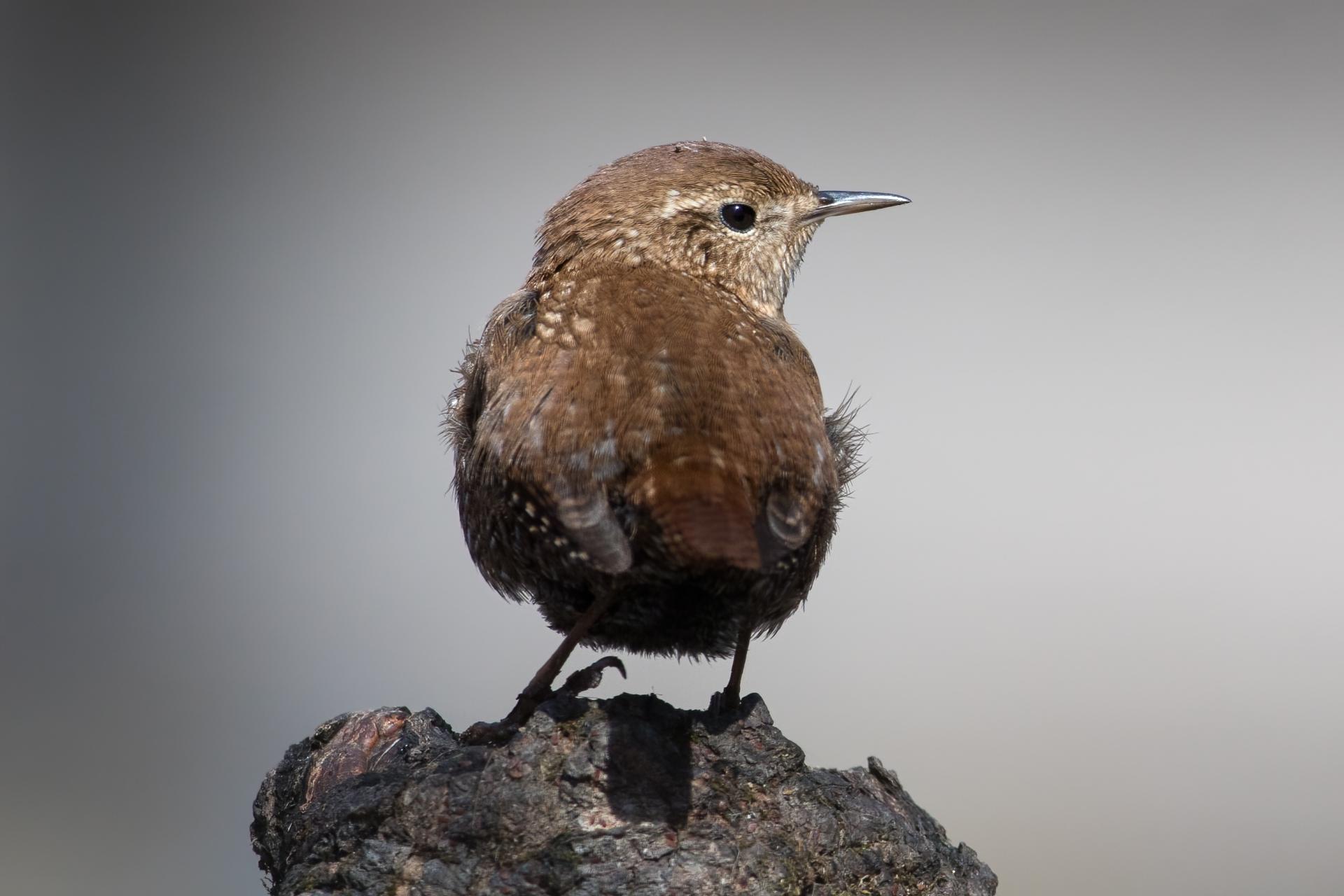 troglodyte-des-forets-Winter-wren