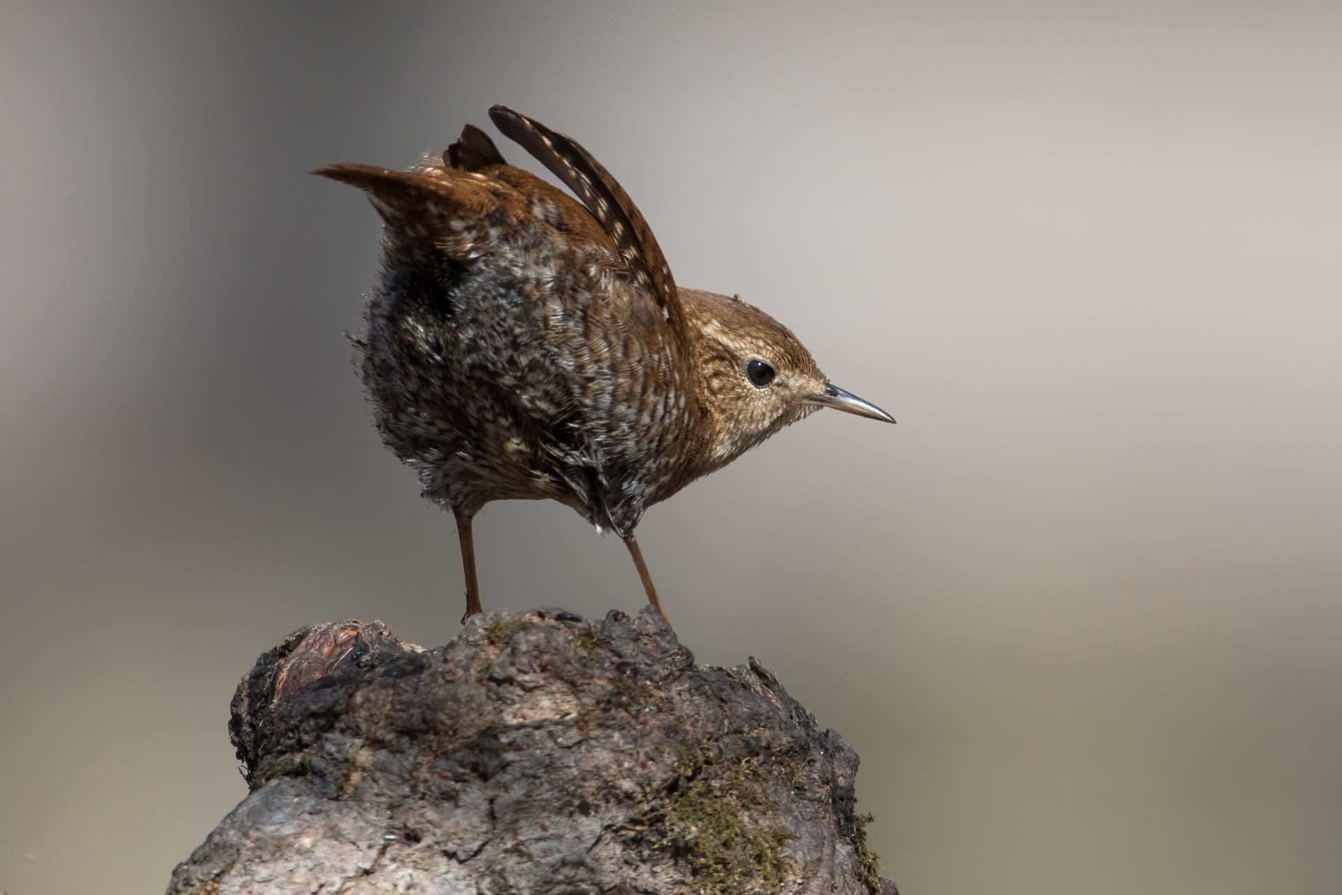 troglodyte-des-forets-Winter-wren