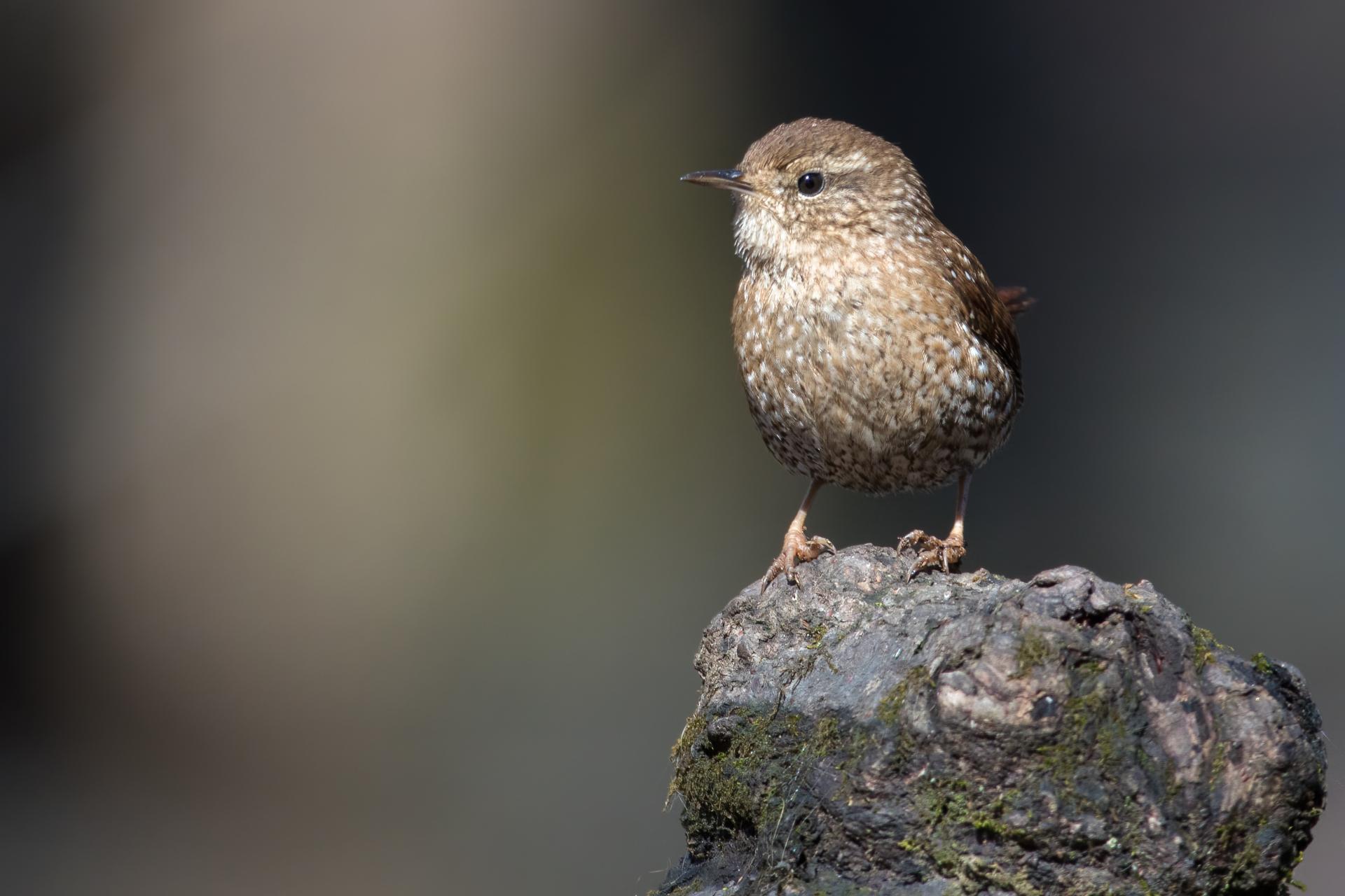 troglodyte-des-forets-Winter-wren