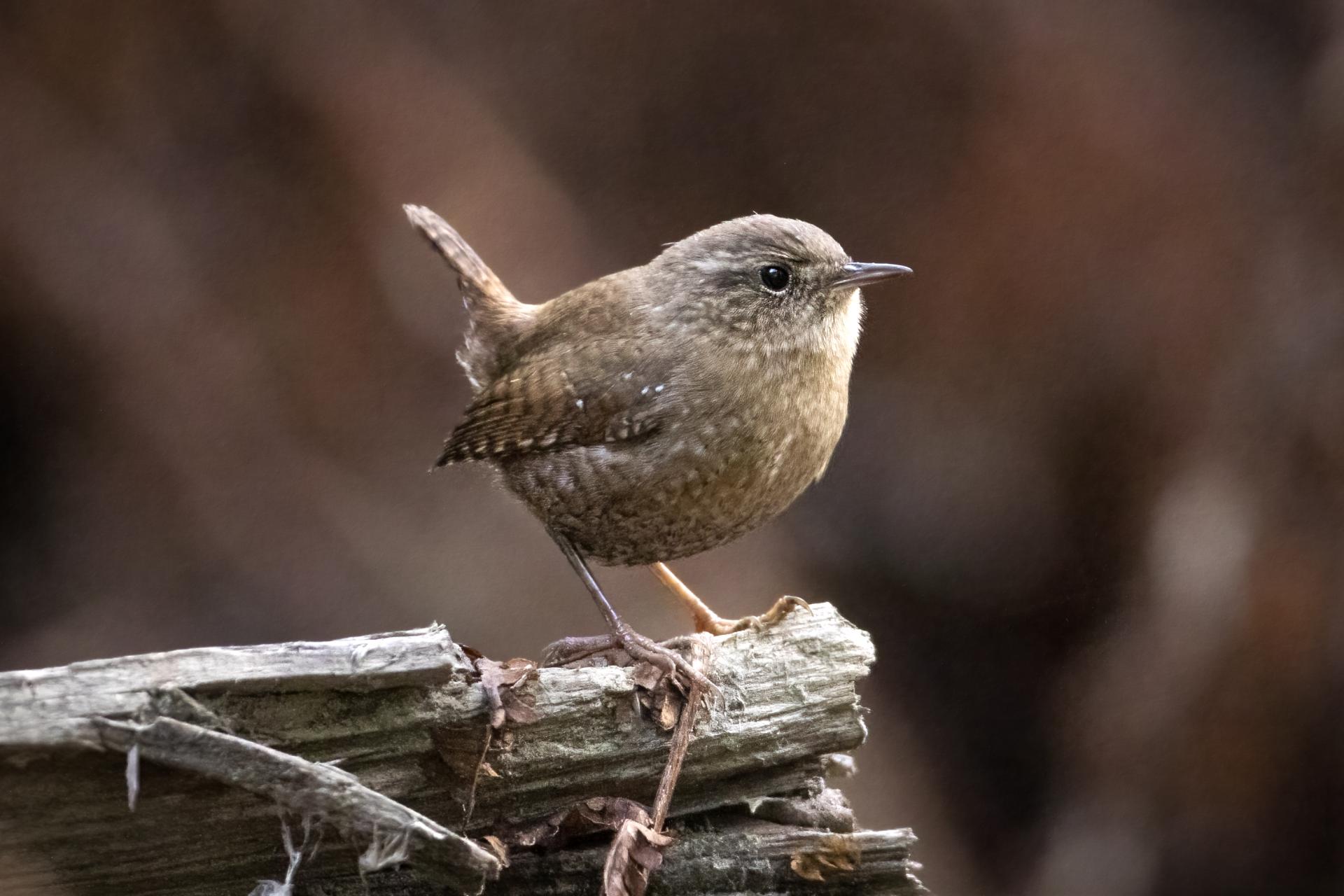 troglodyte-des-forets-Winter-wren