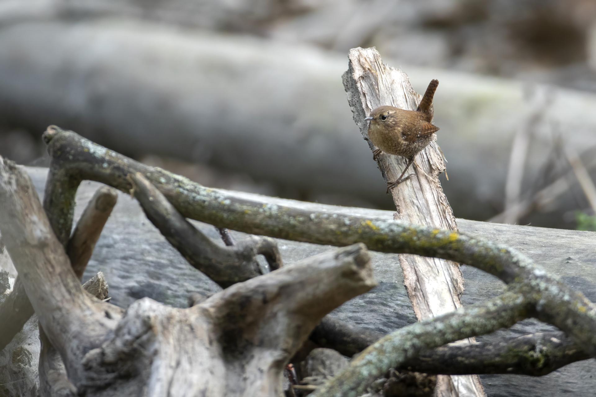 troglodyte-des-forets-Winter-wren