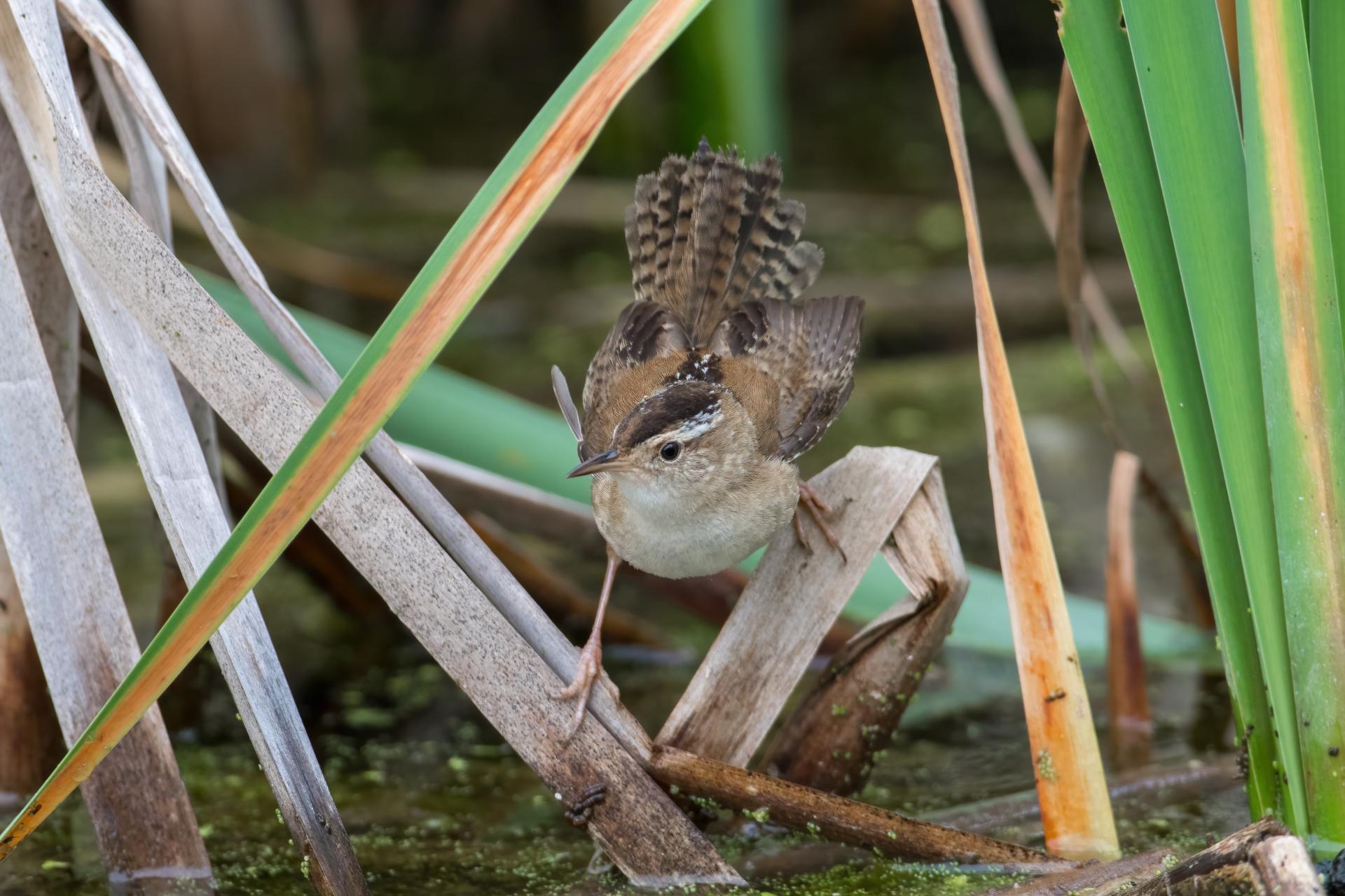 troglodyte-des-marais-marsh-wren