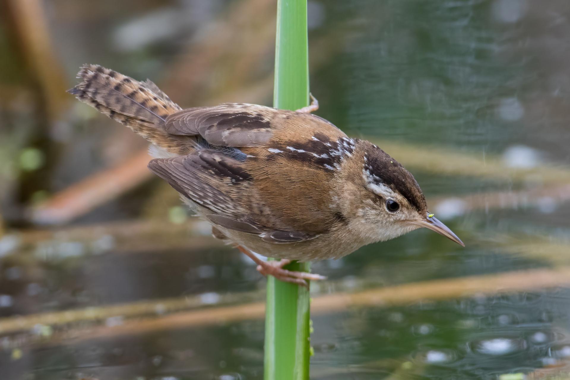 troglodyte-des-marais-marsh-wren
