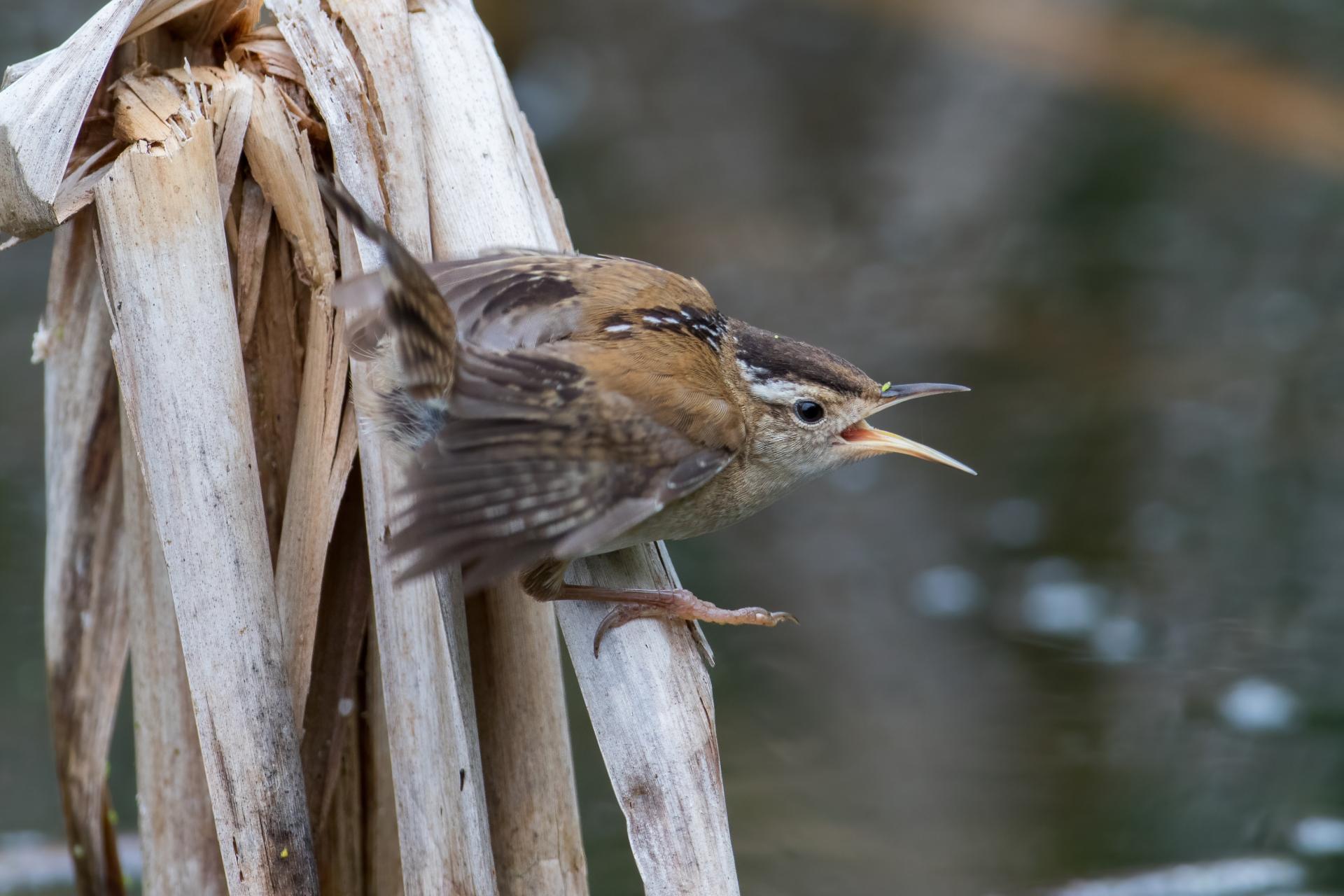 troglodyte-des-marais-marsh-wren