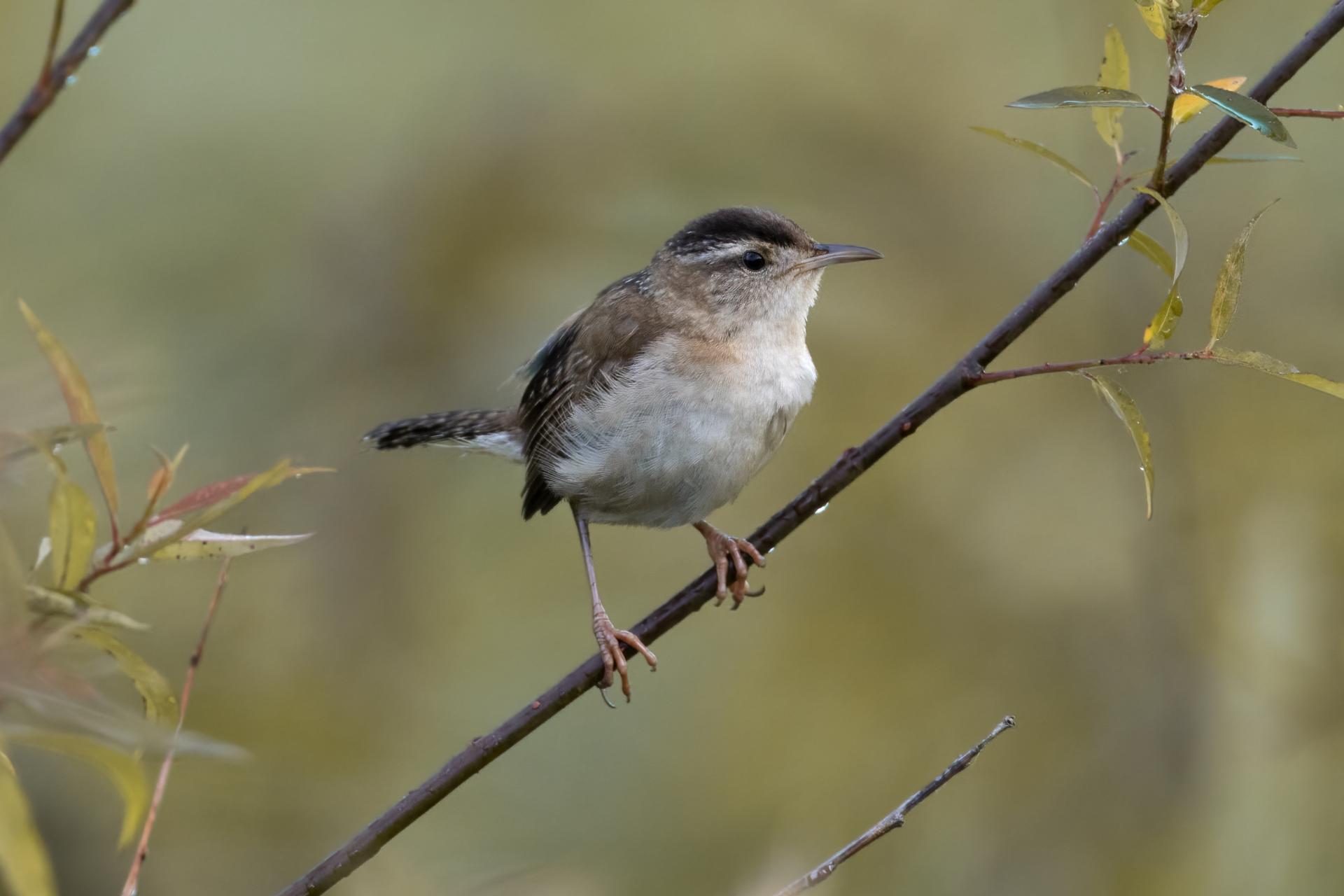 troglodyte-des-marais-marsh-wren