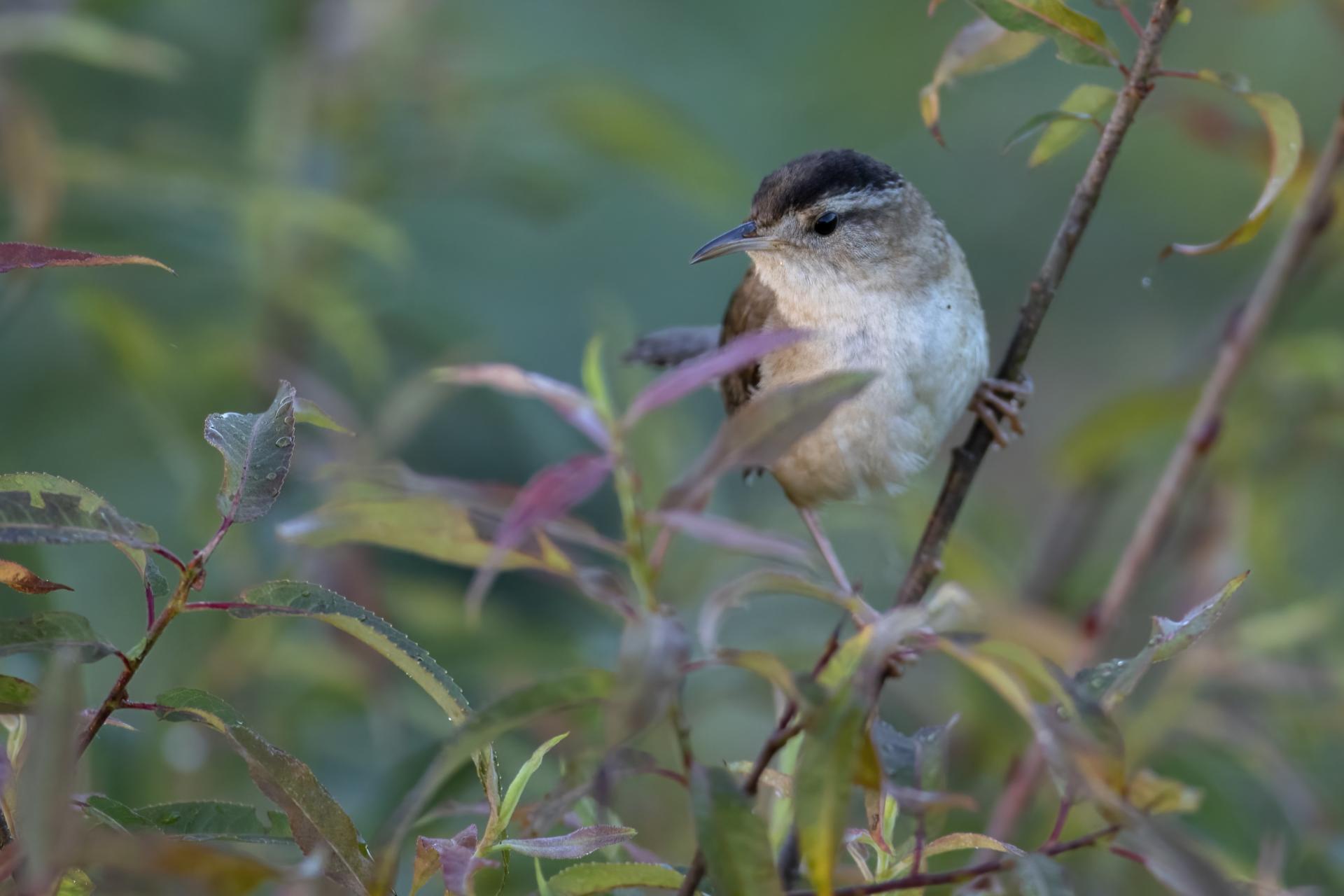 troglodyte-des-marais-marsh-wren