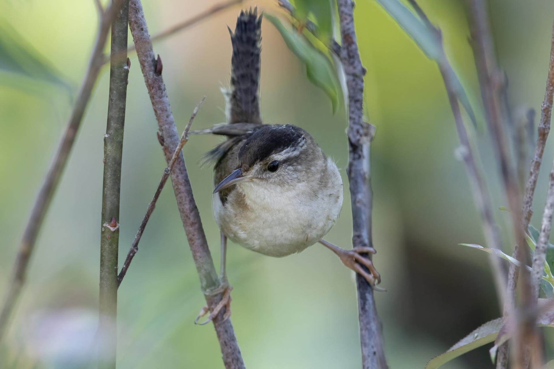 troglodyte-des-marais-marsh-wren