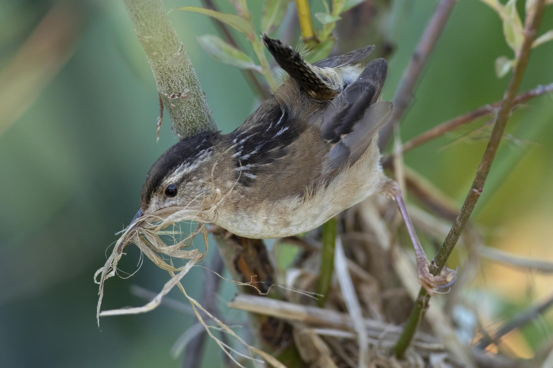 troglodyte-des-marais-marsh-wren