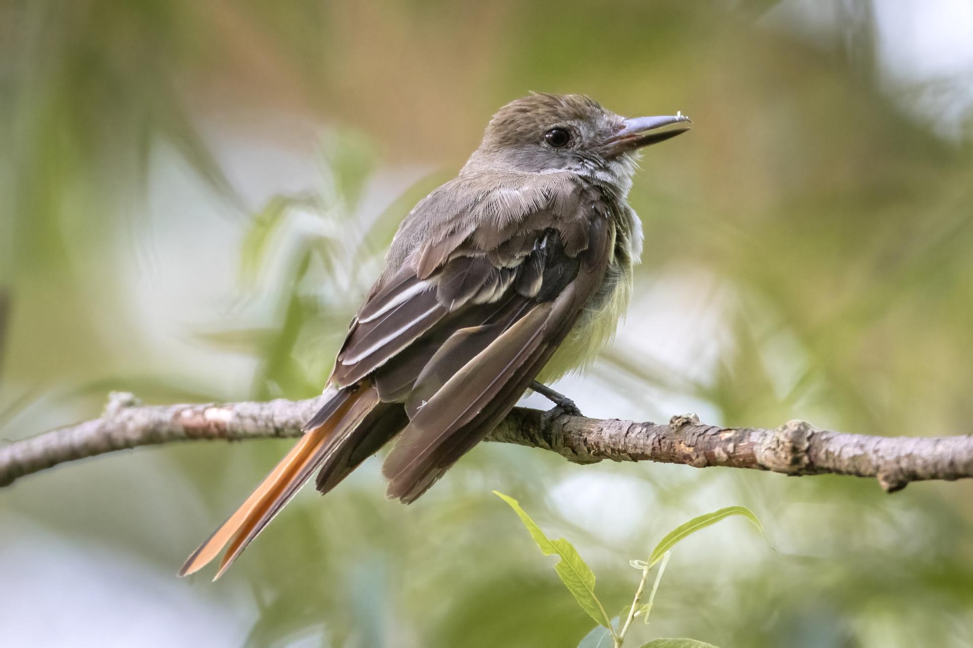 tyran-huppe-great-crested-flycatcher