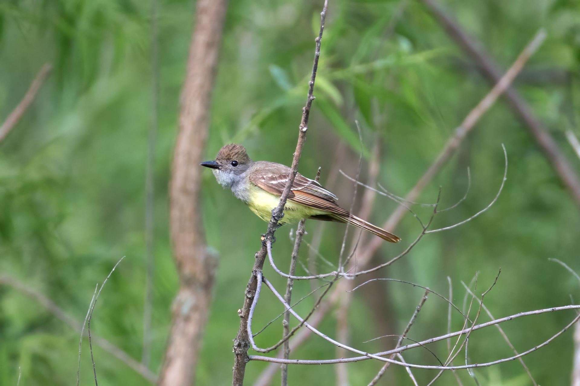 tyran-huppe-great-crested-flycatcher