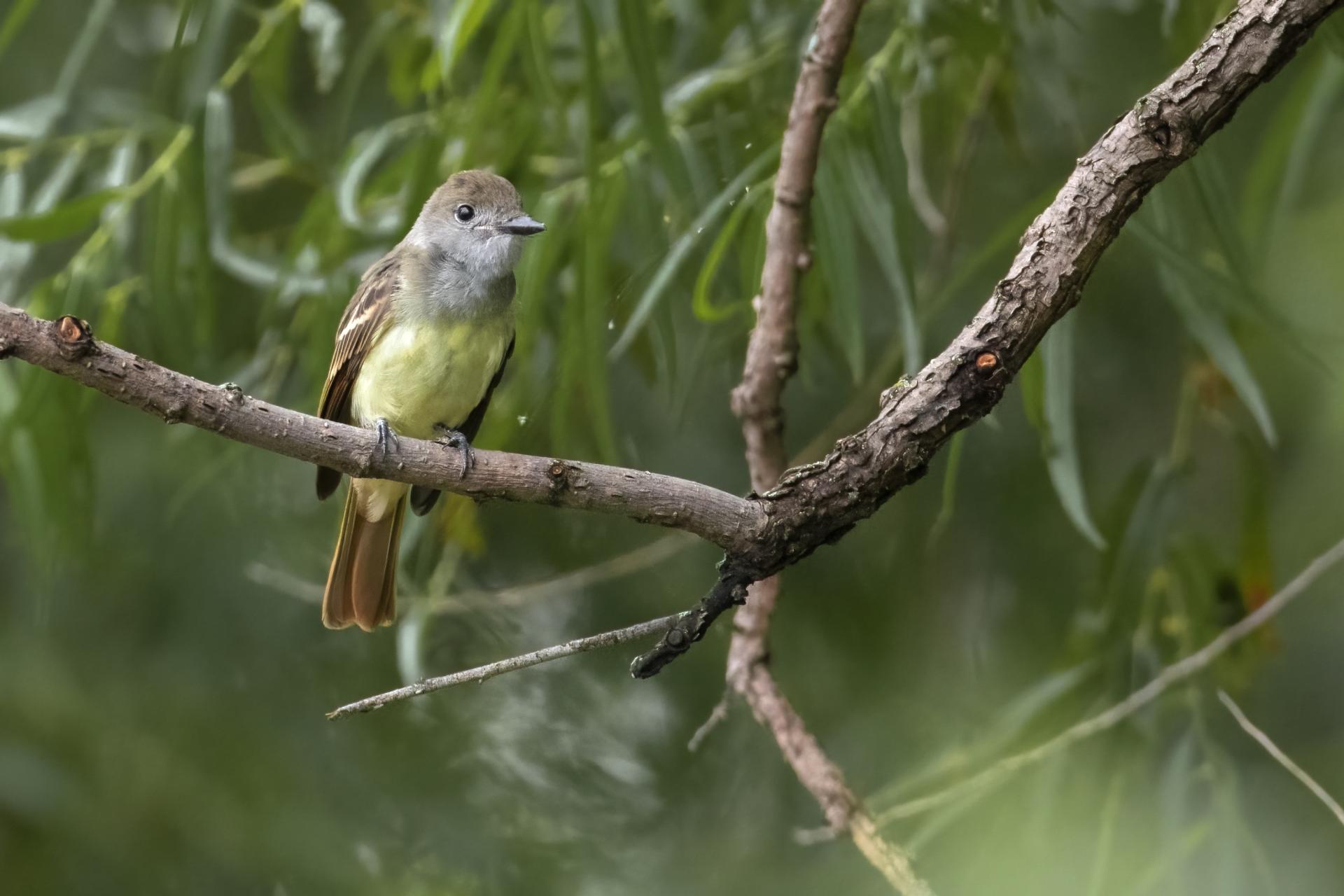 tyran-huppe-great-crested-flycatcher