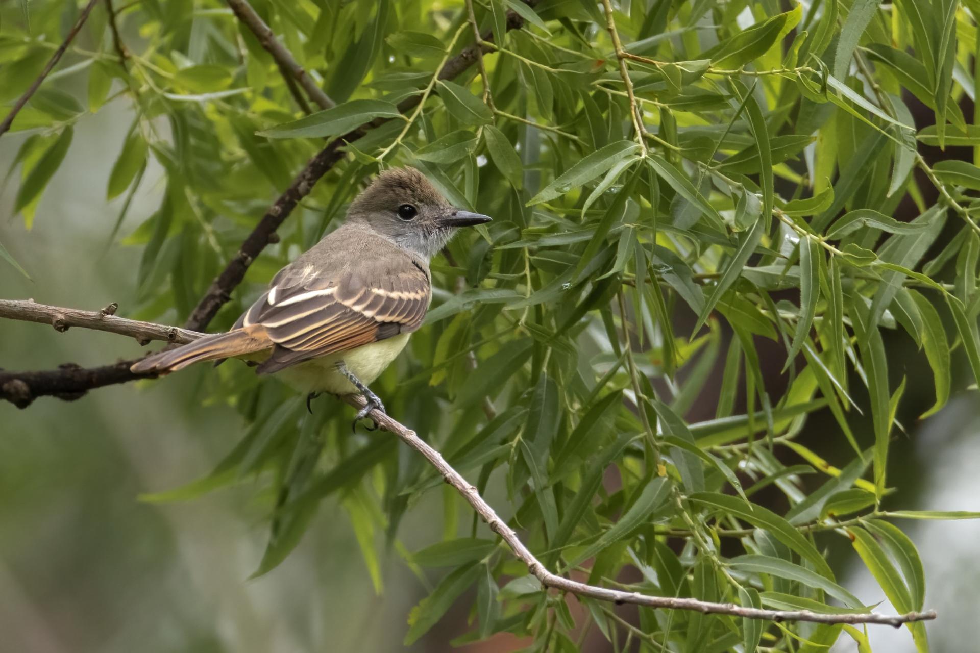 tyran-huppe-great-crested-flycatcher