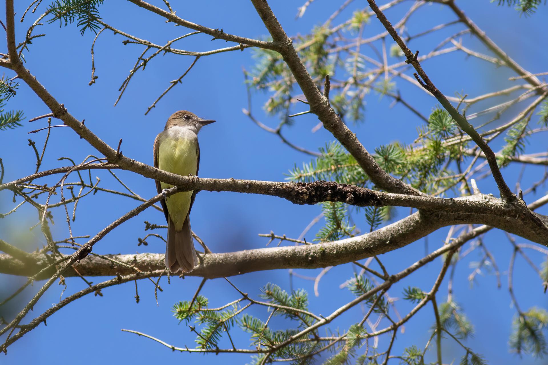 tyran-huppe-great-crested-flycatcher