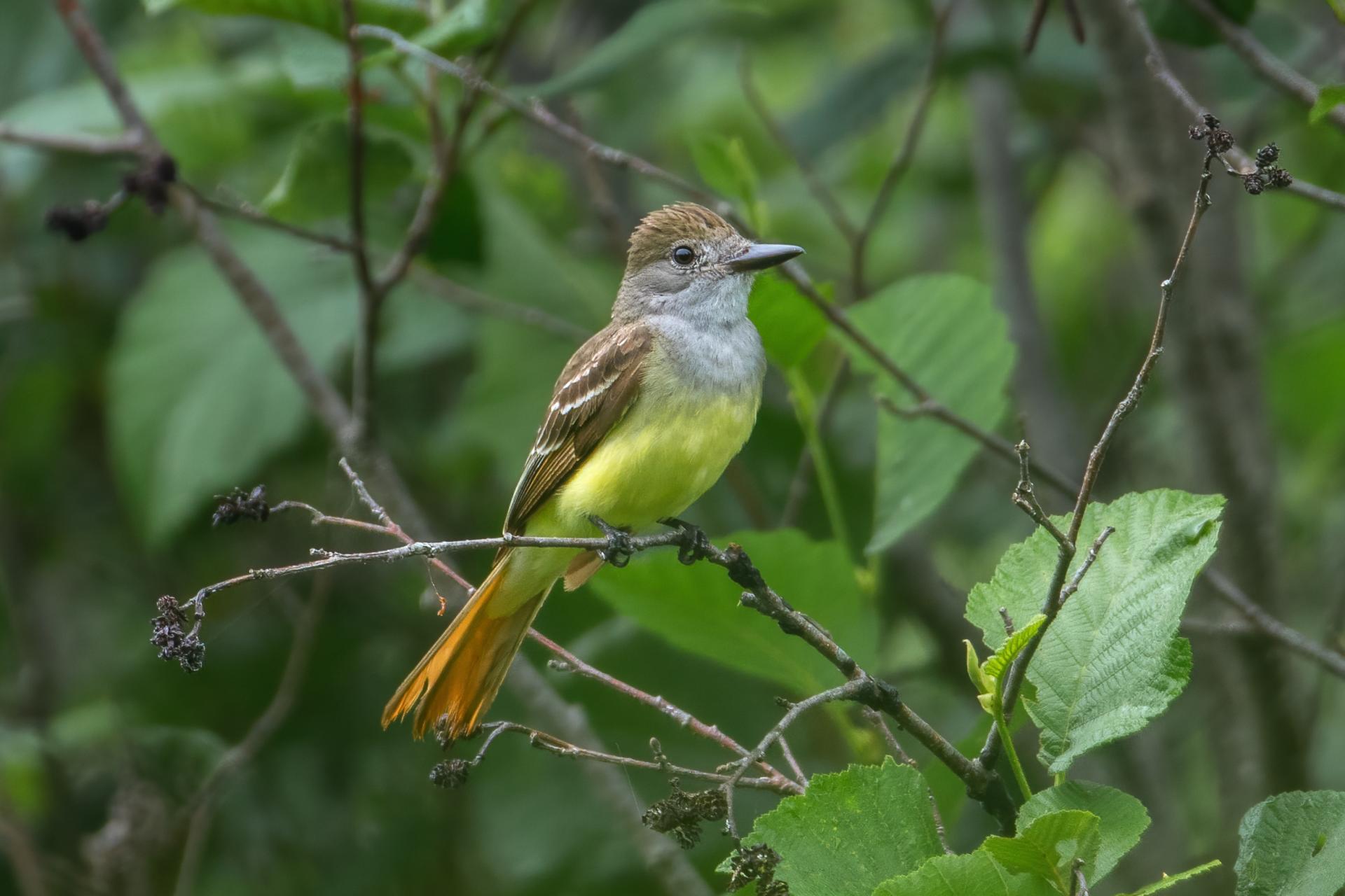 tyran-huppe-great-crested-flycatcher
