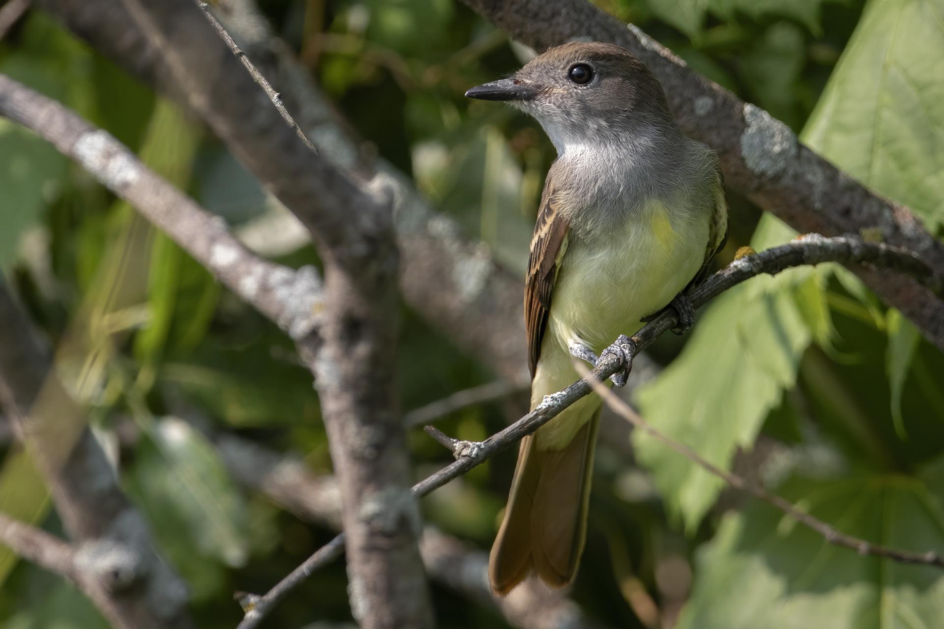 tyran-huppe-great-crested-flycatcher