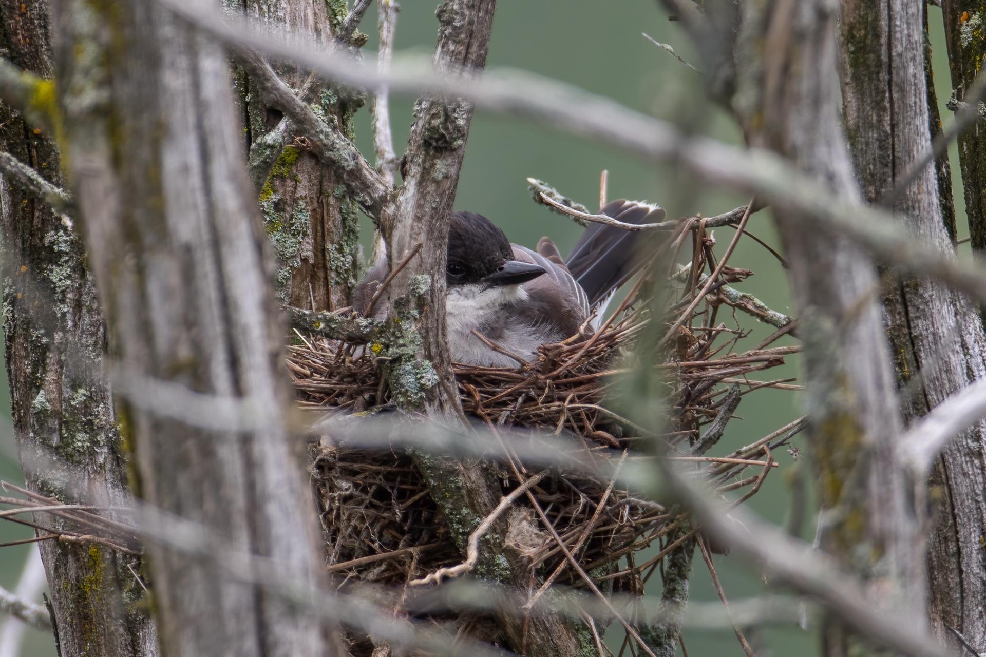 tyran-tritri-Eastern-kingbird