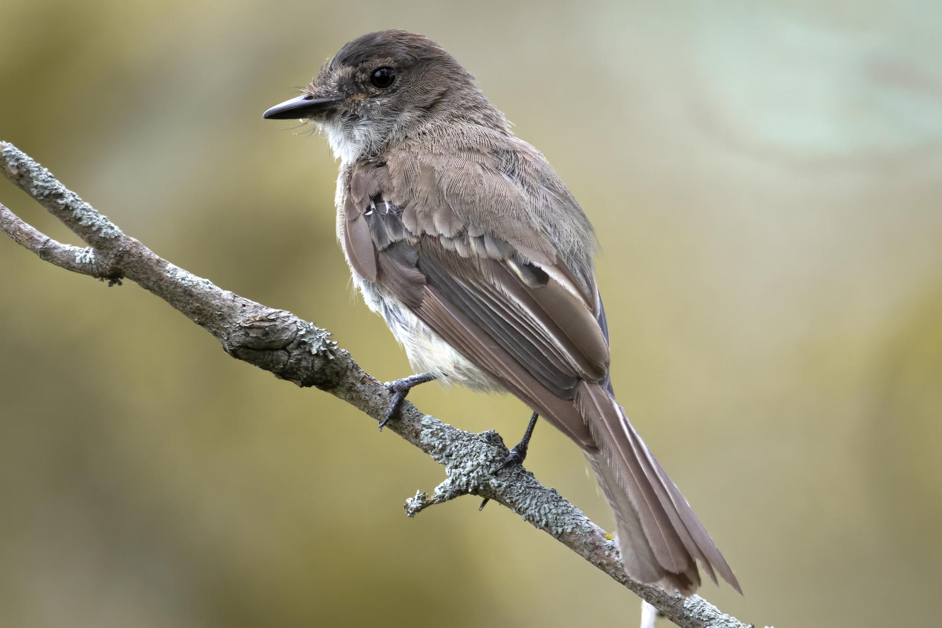 tyran-tritri-Eastern-kingbird