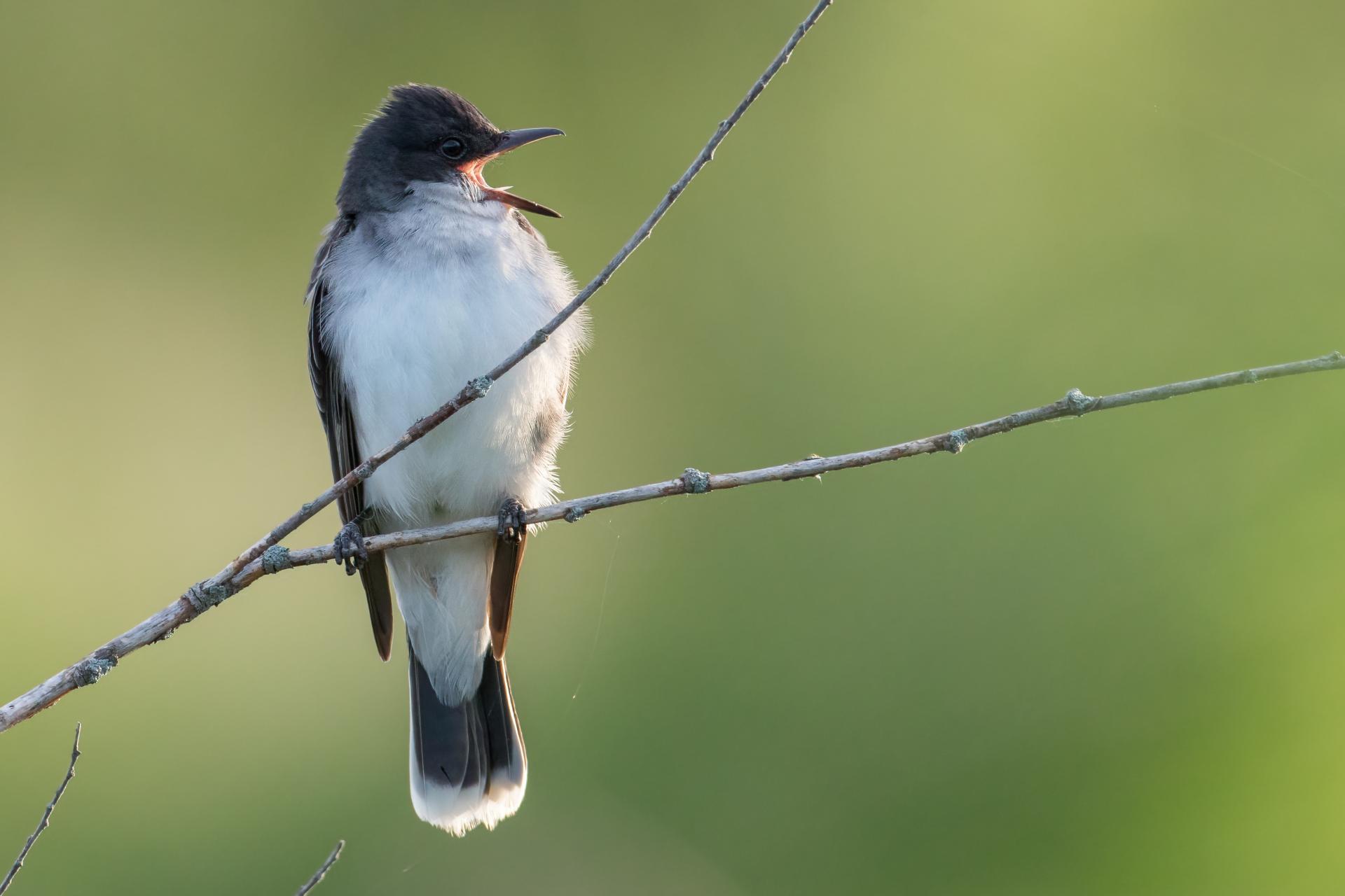 tyran-tritri-Eastern-kingbird