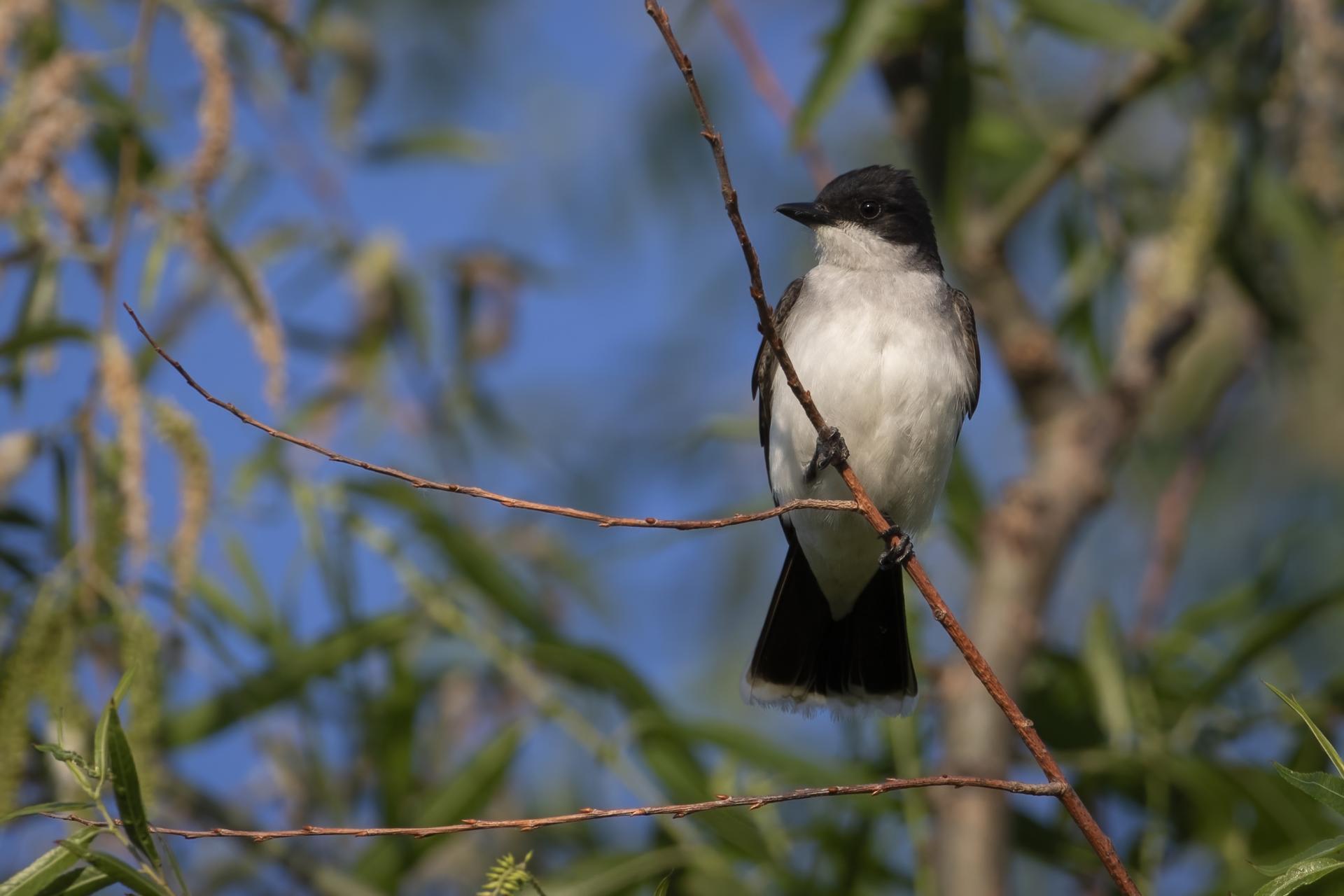 tyran-tritri-Eastern-kingbird