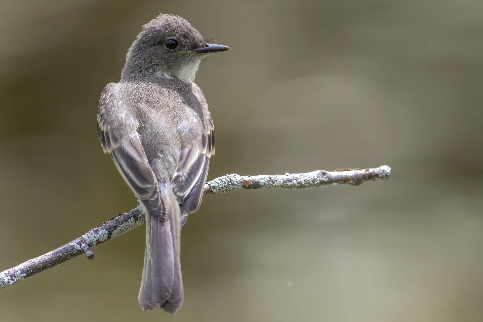tyran-tritri-Eastern-kingbird