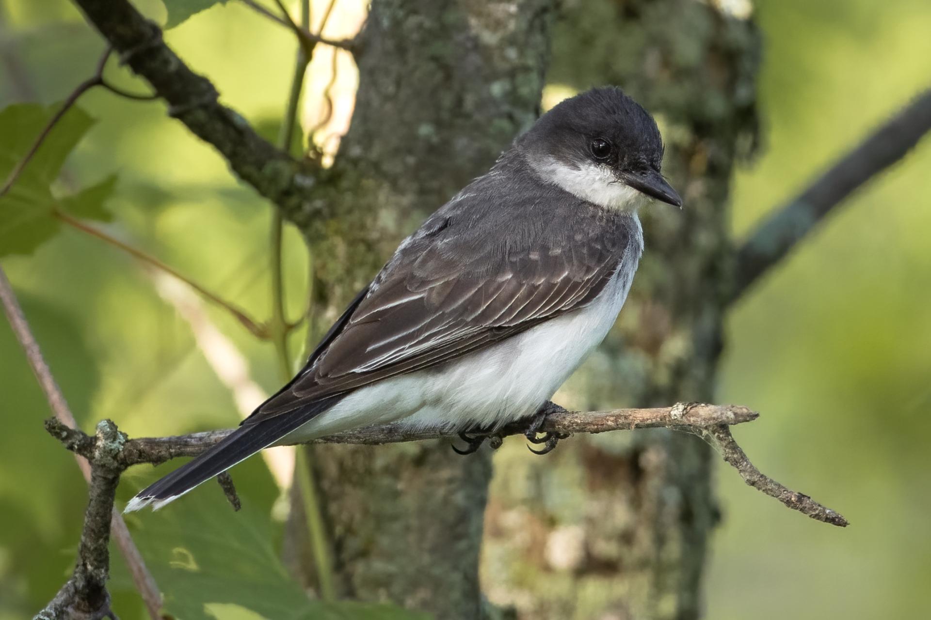 tyran-tritri-Eastern-kingbird
