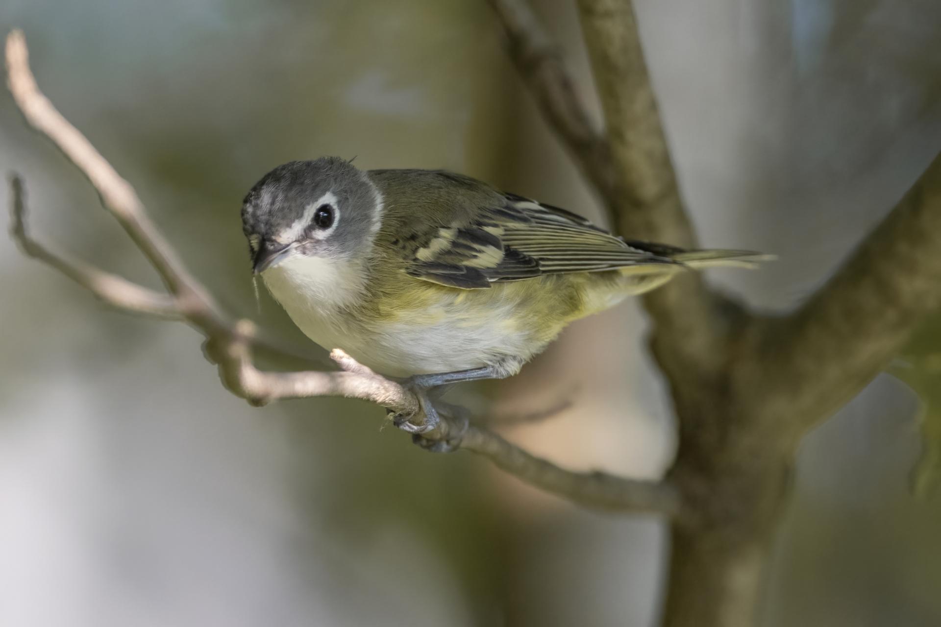 vireo-a-tete-bleue-blue-headed-vireo