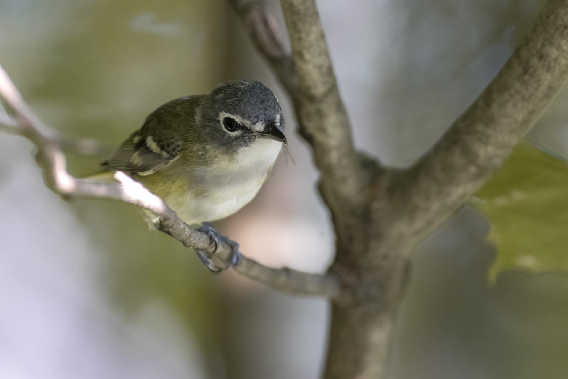 vireo-a-tete-bleue-blue-headed-vireo
