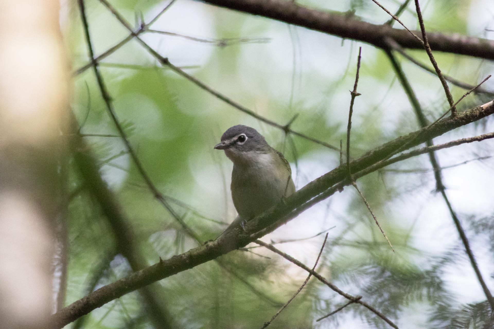 vireo-a-tete-bleue-blue-headed-vireo
