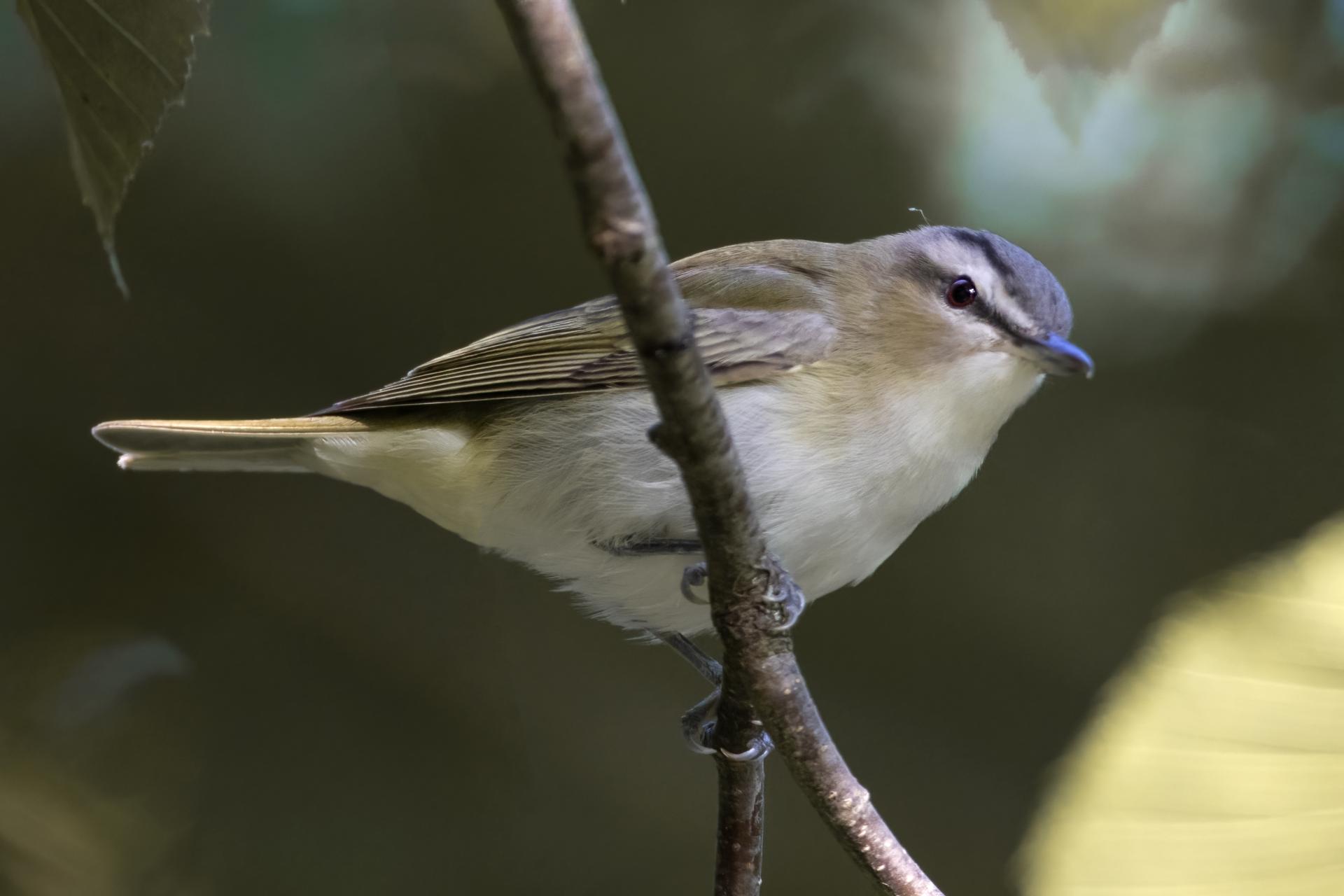 vireo-aux-yeux-rouges-red-eyed-vireo