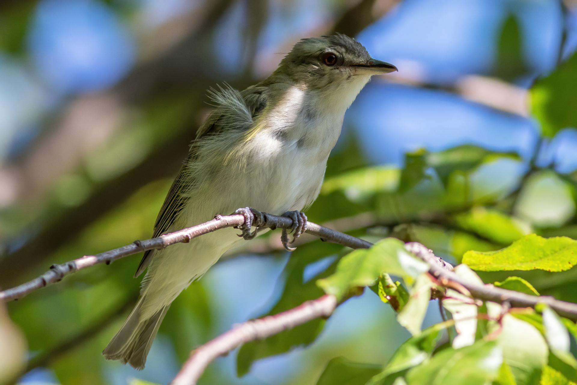 vireo-aux-yeux-rouges-red-eyed-vireo