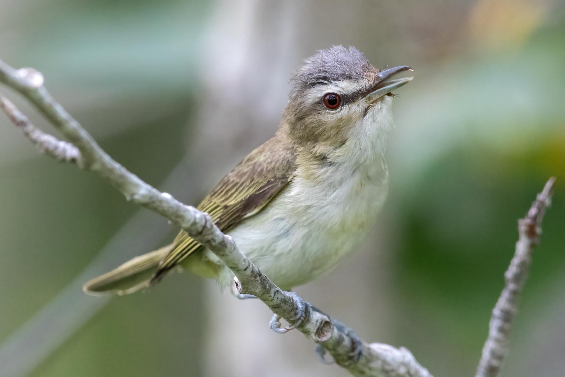 vireo-aux-yeux-rouges-red-eyed-vireo