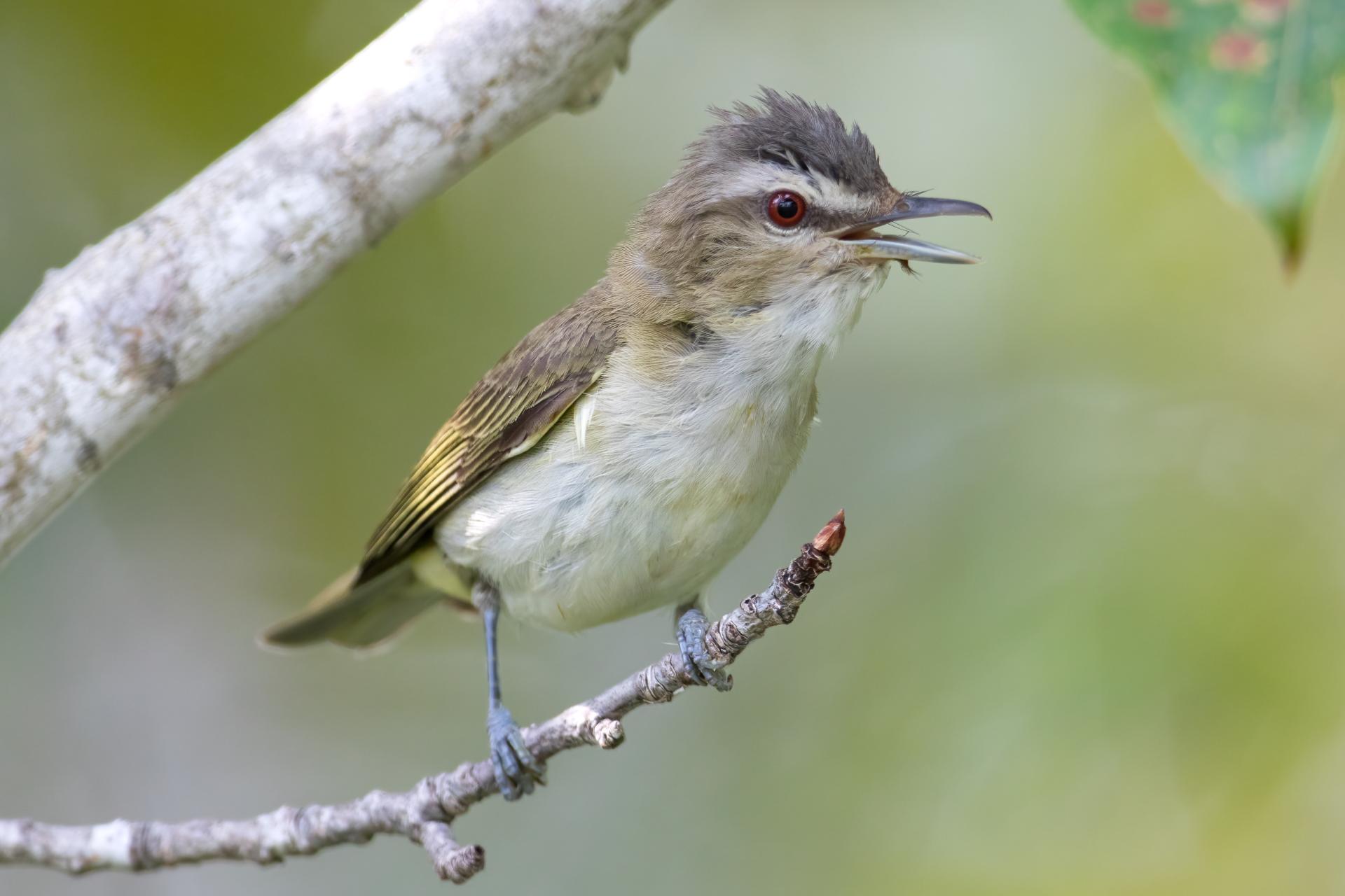 vireo-aux-yeux-rouges-red-eyed-vireo