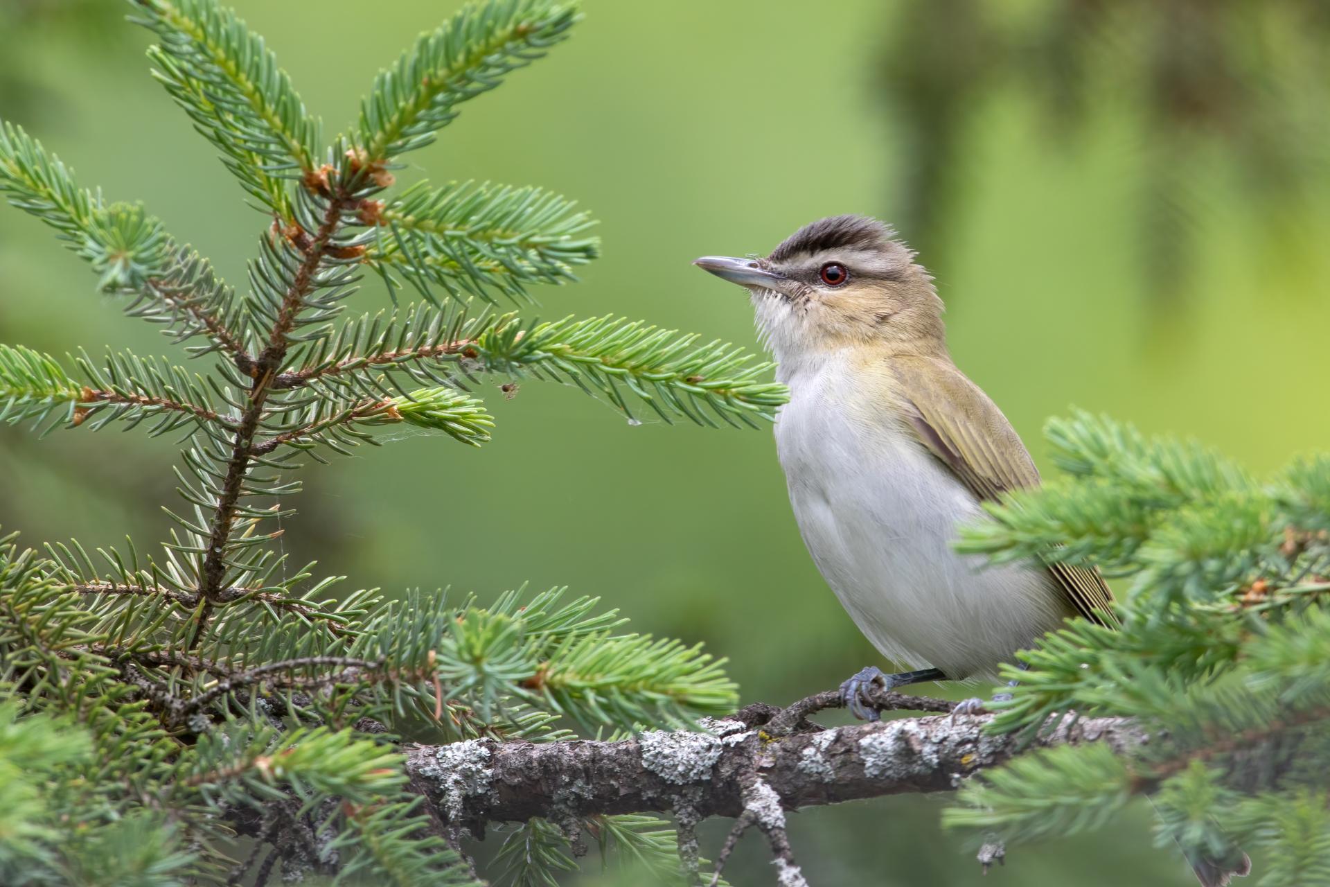 vireo-aux-yeux-rouges-red-eyed-vireo