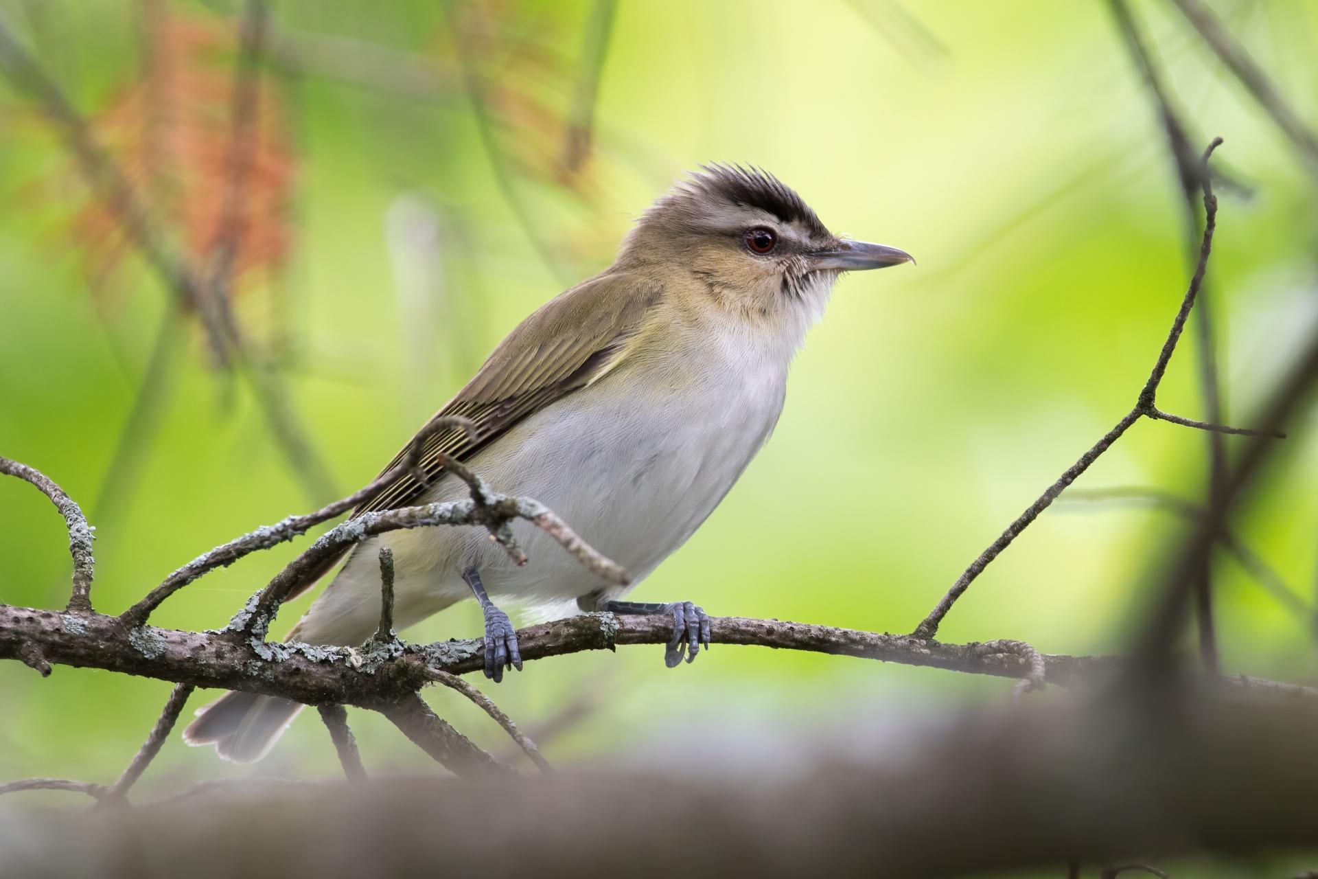 vireo-aux-yeux-rouges-red-eyed-vireo
