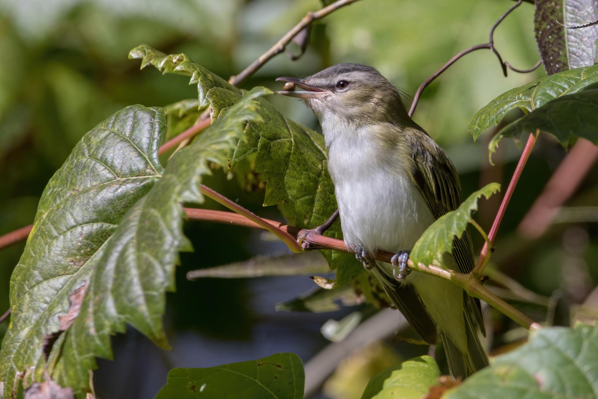 vireo-aux-yeux-rouges-red-eyed-vireo