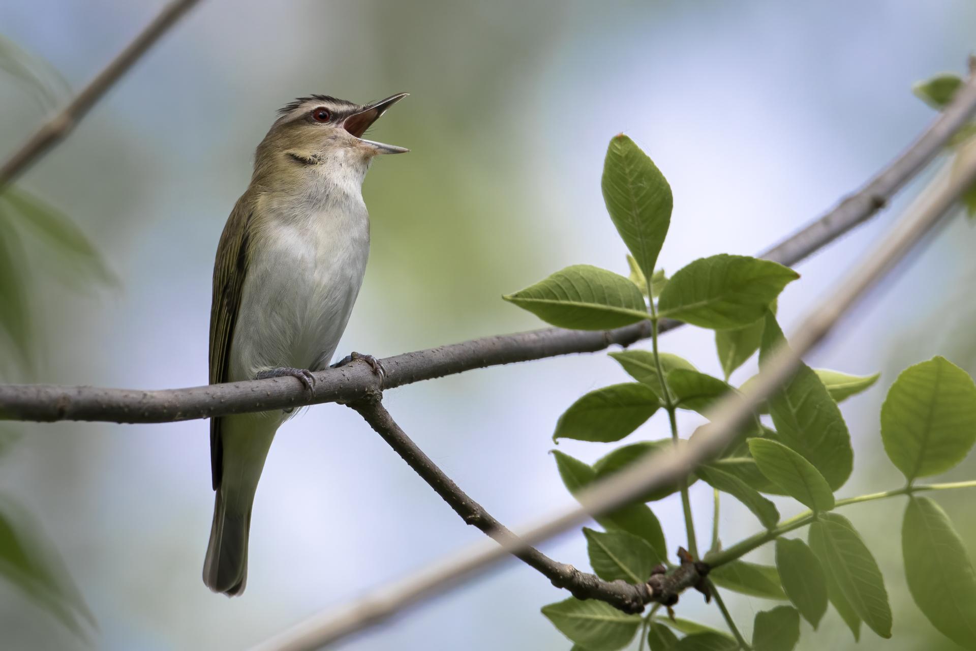 vireo-aux-yeux-rouges-red-eyed-vireo