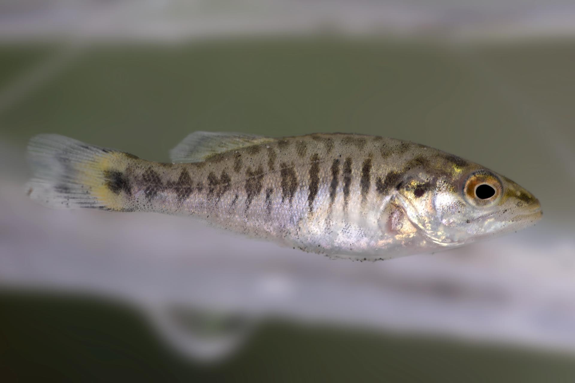 achigan-a-petite-bouche-smallmouth-bass