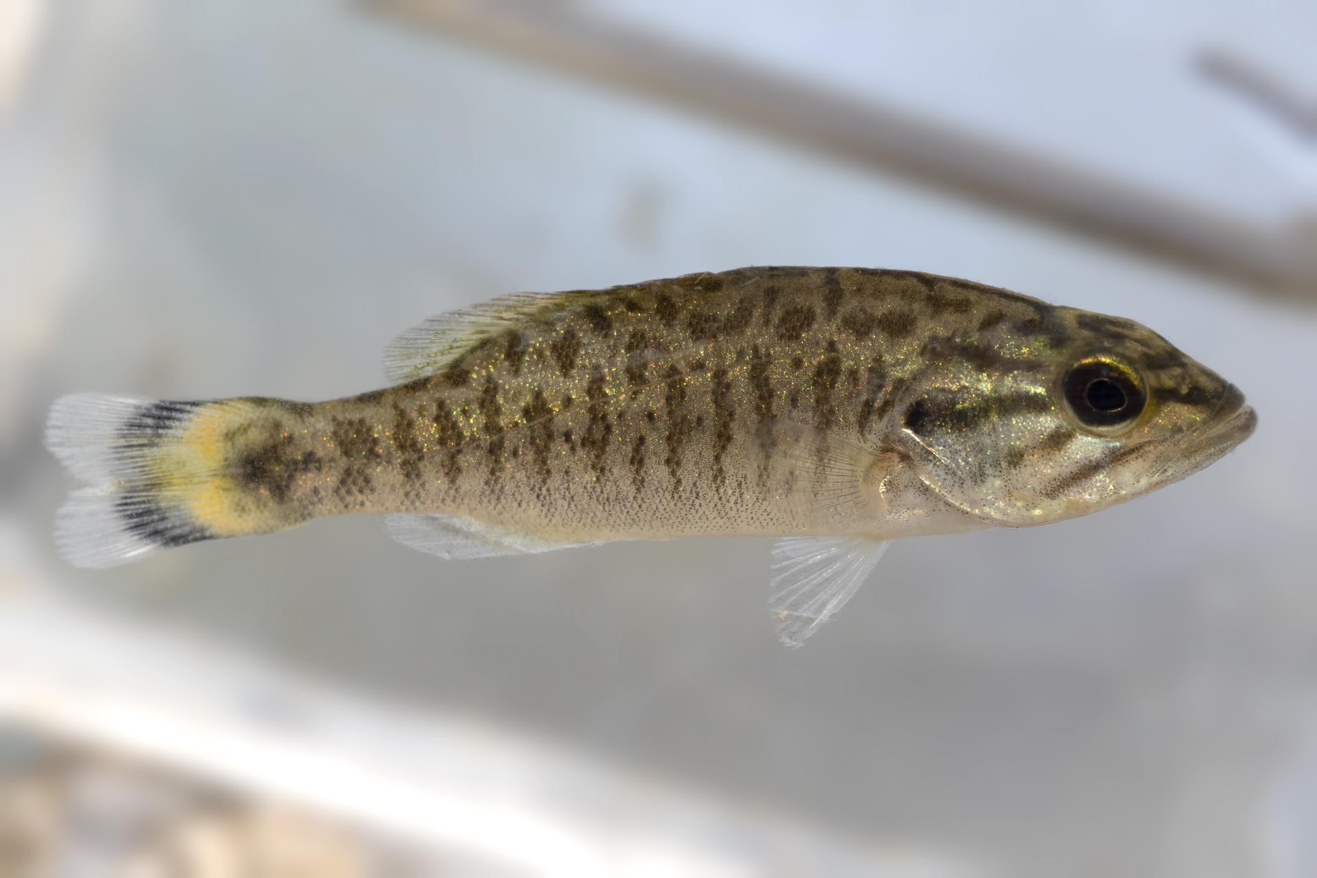 achigan-a-petite-bouche-smallmouth-bass