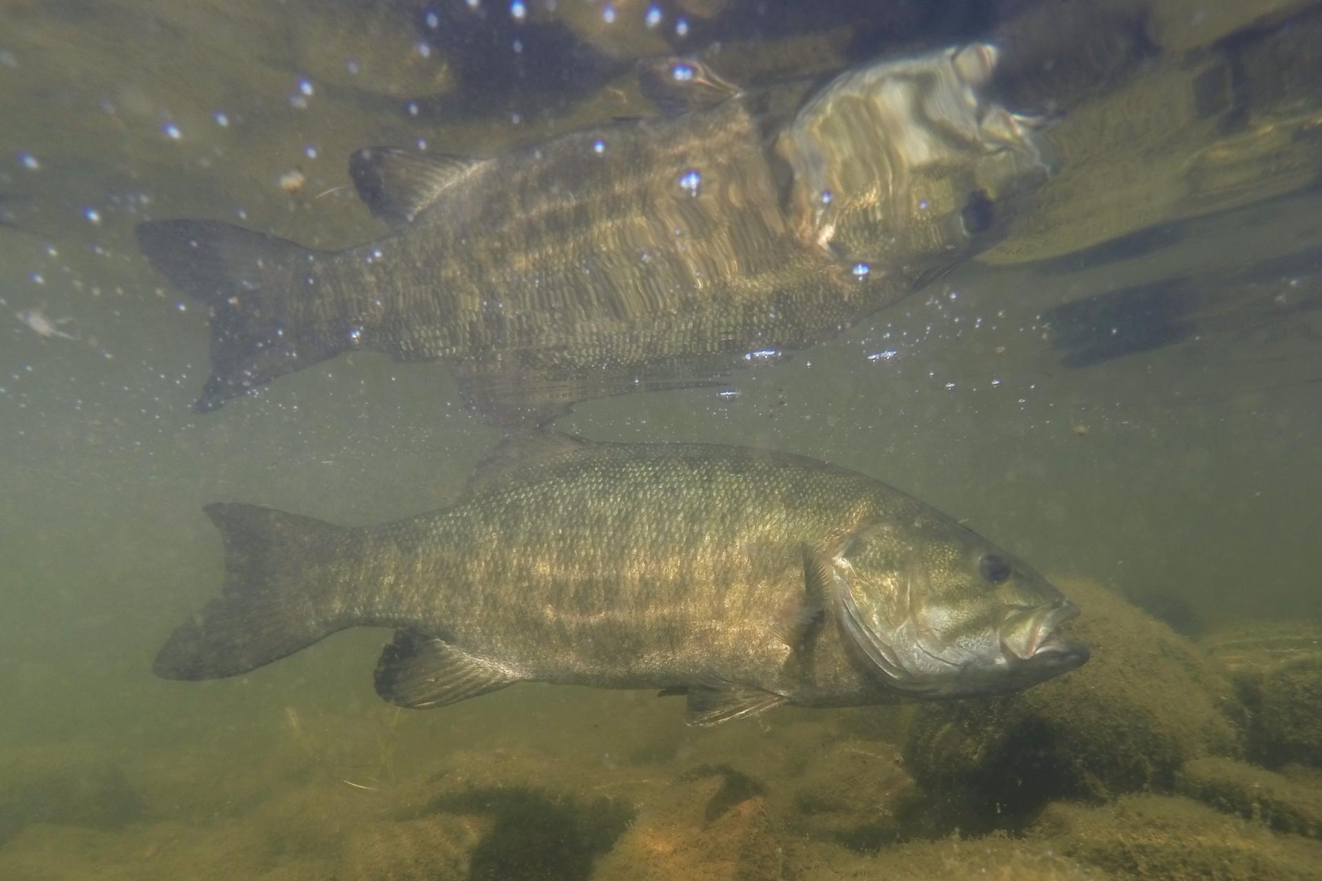achigan-a-petite-bouche-smallmouth-bass