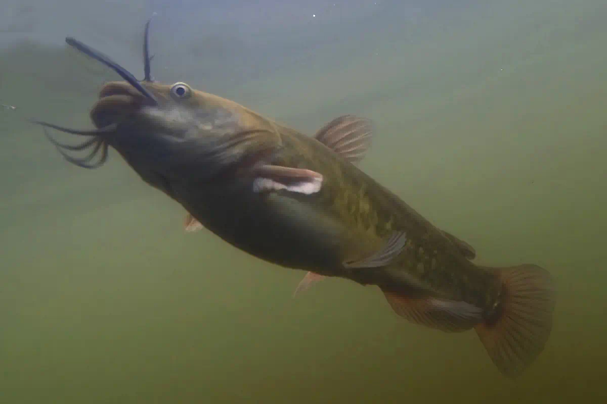 barbotte-brune-brown-bullhead