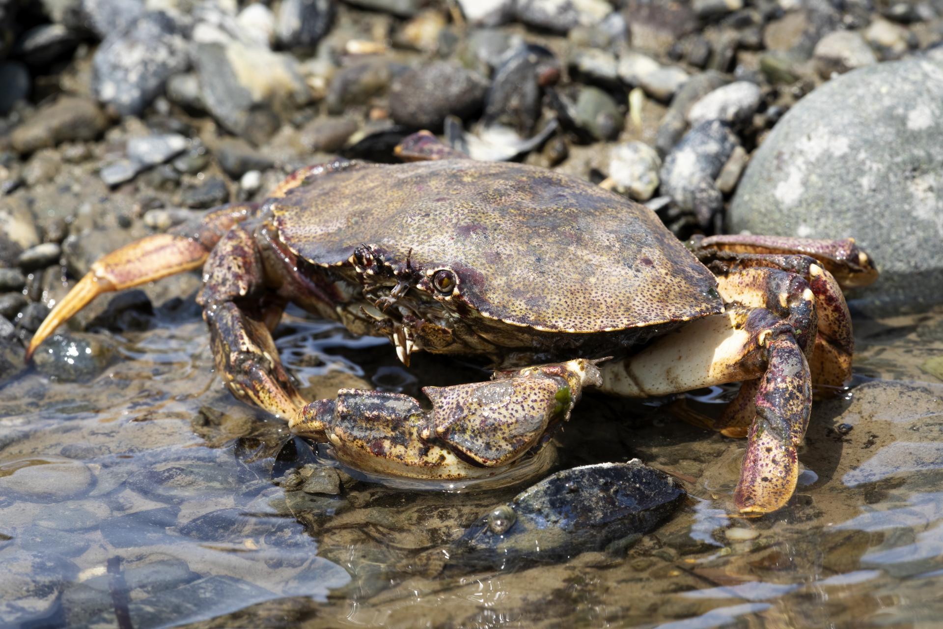 crabe-commun-atlantic-rock-crab