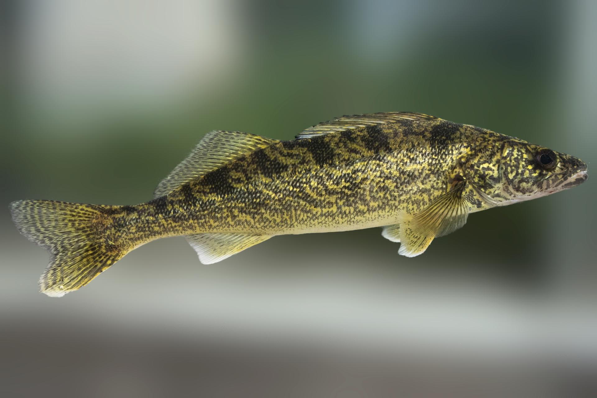 dore-jaune-walleye