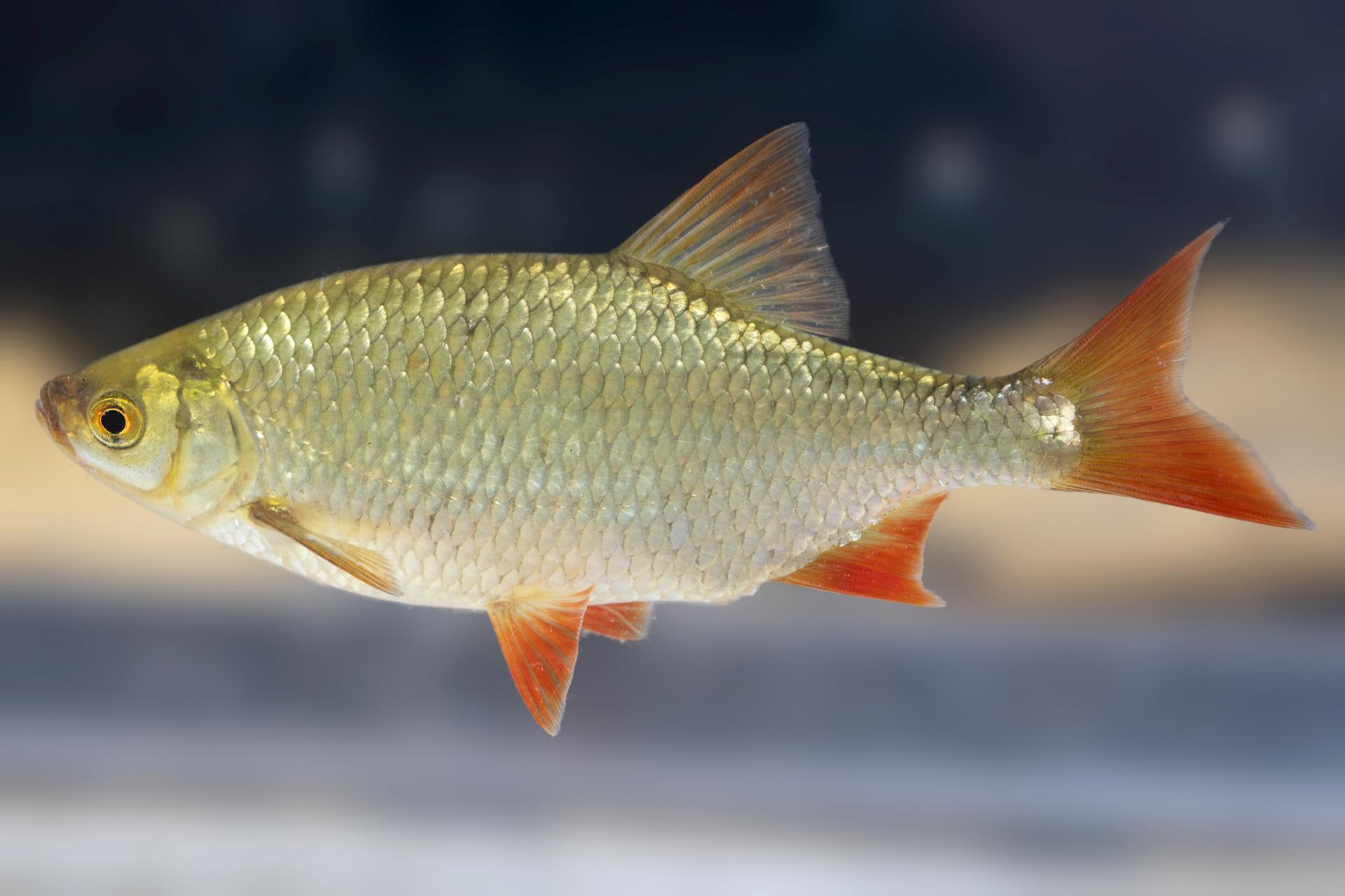 gardon-rouge-common-rudd
