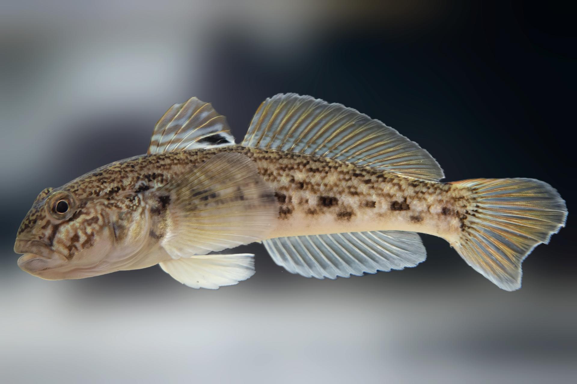 gobie-a-taches-noires-round-goby