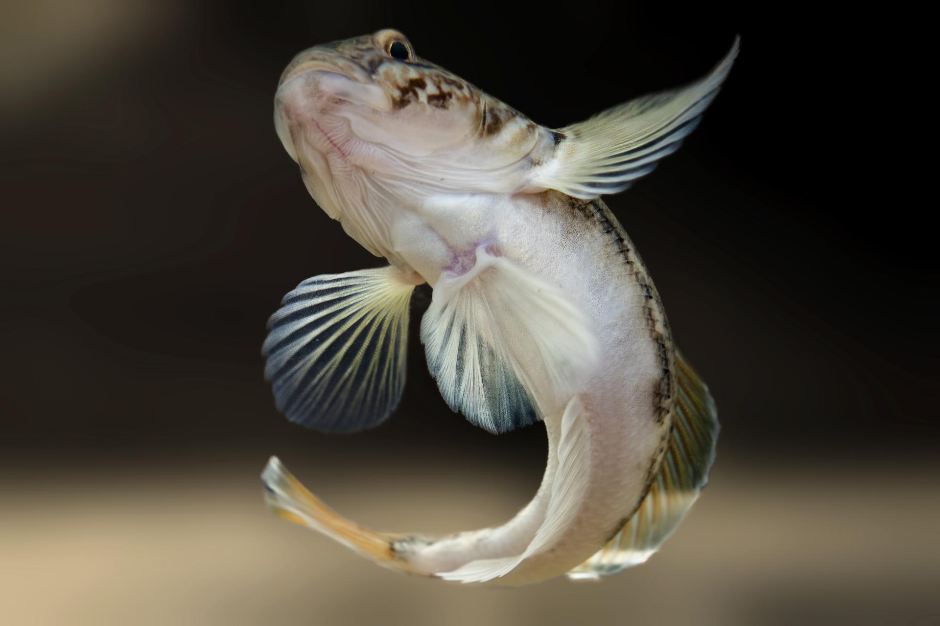 gobie-a-taches-noires-round-goby