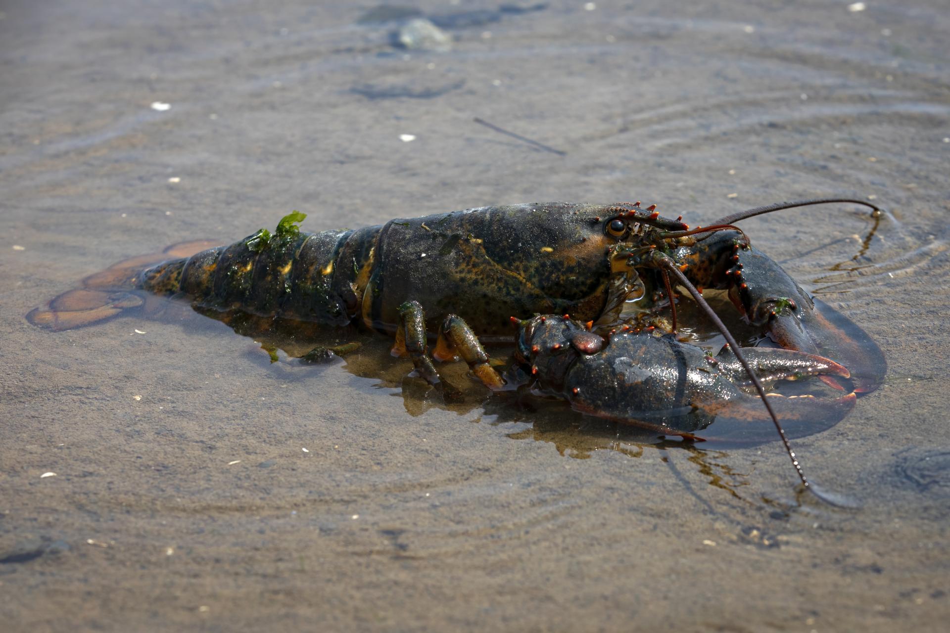 homard-d-amerique-american-lobster