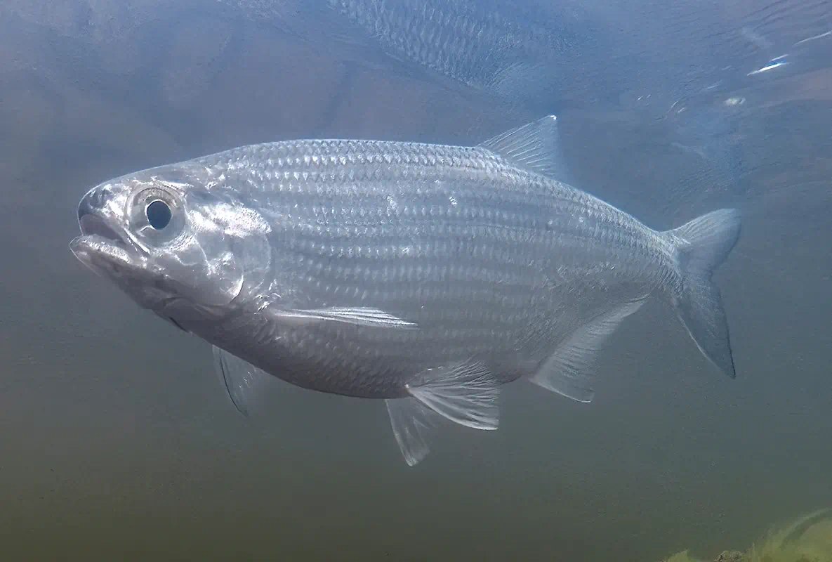 laquaiche-argentee-mooneye