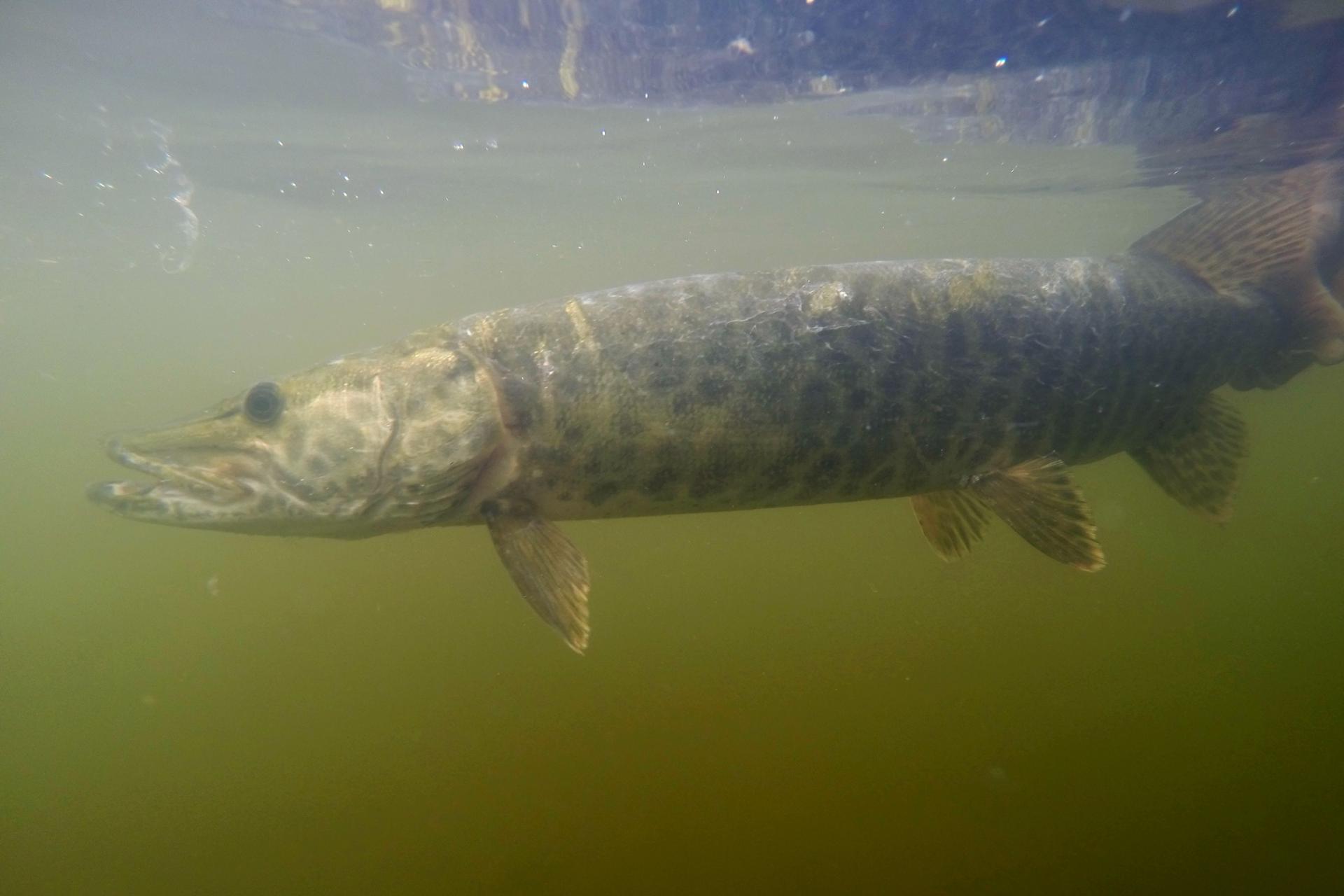 maskinonge-muskellunge